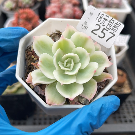 柠檬玫瑰锦7厘米的盆