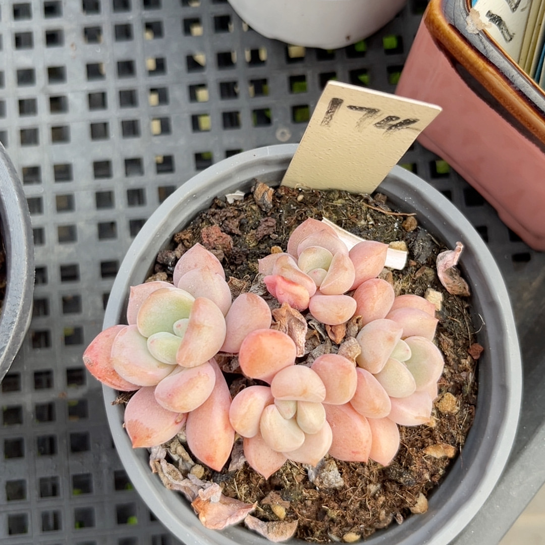 白鹭8厘米的盆,鲜花速递/花卉仿真/绿植园艺,多肉植物,淘宝优惠券,粉丝福利购,淘宝优惠卷