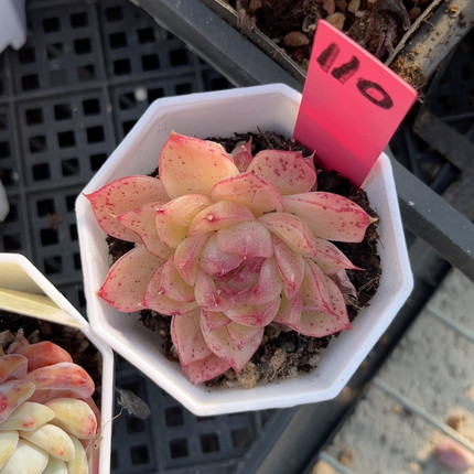 开播浮力7厘米的盆 18包邮