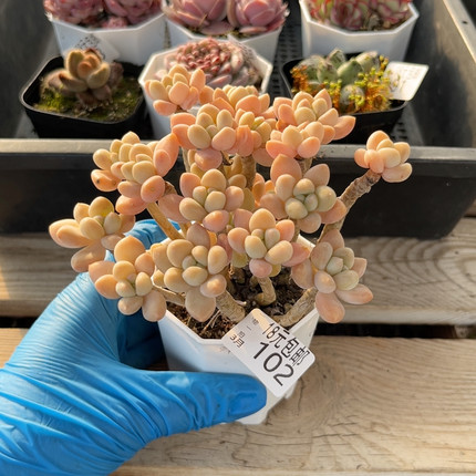 蛋糕奶7厘米的盆