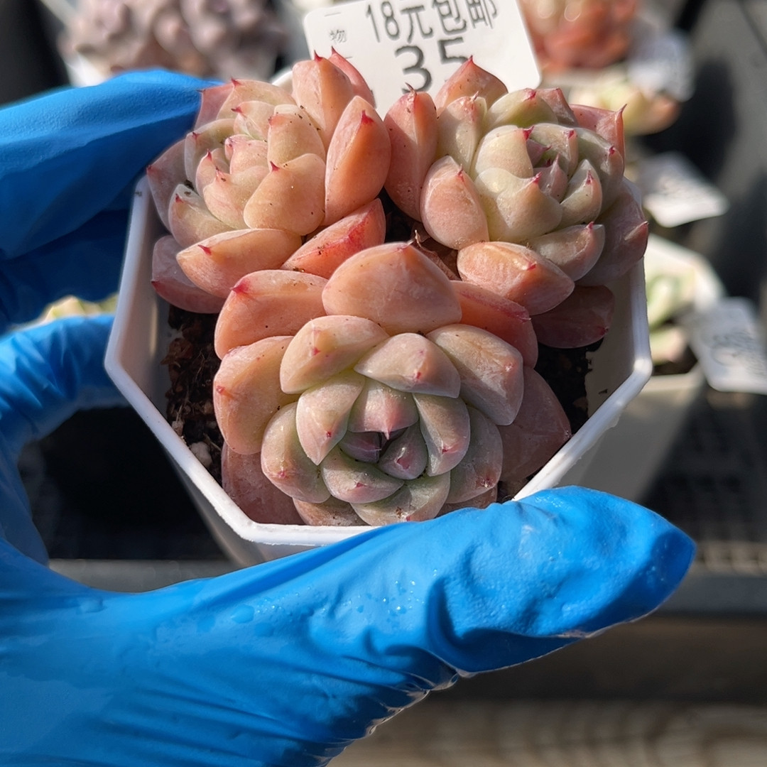 如梦令7厘米的盆,鲜花速递/花卉仿真/绿植园艺,多肉植物,淘宝优惠券,粉丝福利购,淘宝优惠卷