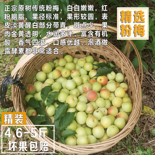 普宁老树白粉梅果香浓郁胭脂红梅子露生吃不苦涩酸度高泡酒小黄梅