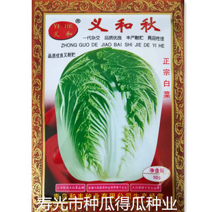 义和秋白菜种子 秋季冬储白菜种籽高产抗病口感好耐寒蔬菜种孑