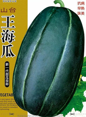 新一代酥脆爽口春秋四季甜瓜种子