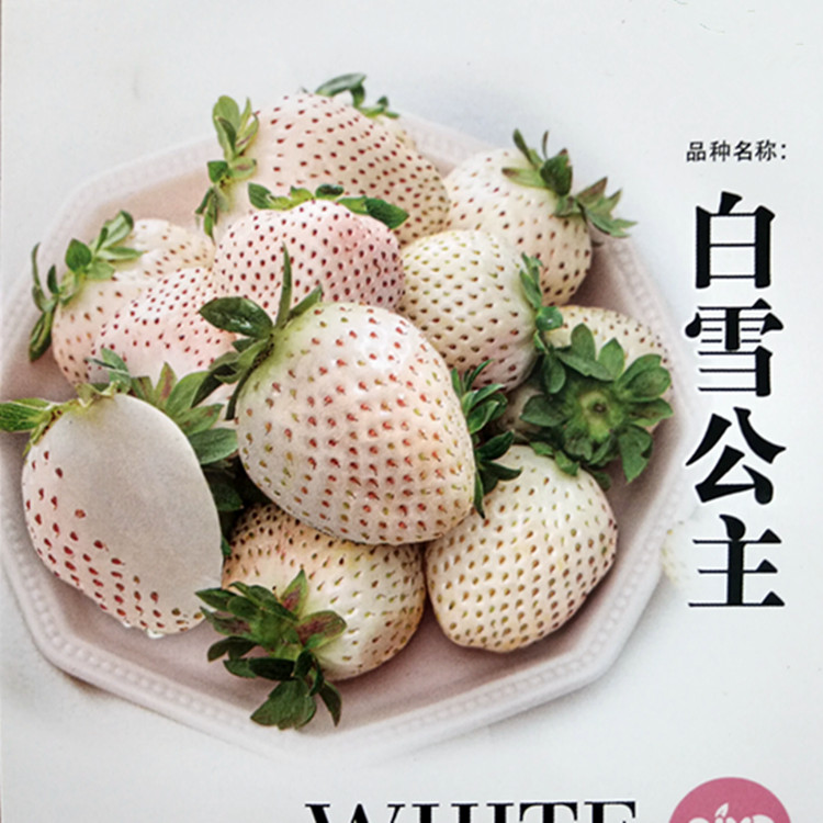 白雪公主草莓种子春秋四季