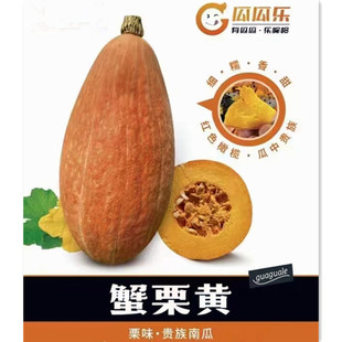 蟹栗黄贵族新品种南瓜种子春秋四季大田阳台盆栽蔬菜贝贝板栗种籽