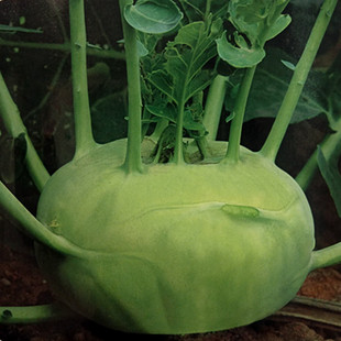 甜脆水果绿苤蓝种子青丕蓝种籽春秋四季阳台盆栽蔬菜种孑苗秧大全