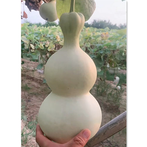 粗嘴八宝葫芦种子小八宝