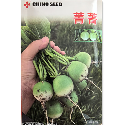新育成绿色樱桃萝卜种子