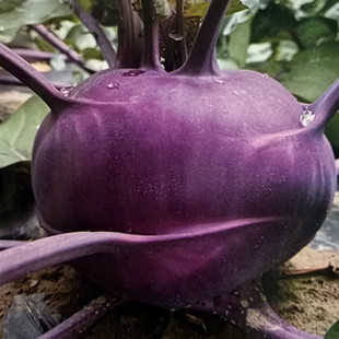 甜脆水果紫苤蓝种子青绿丕蓝种籽春秋四季阳台盆栽蔬菜种孑苗大全