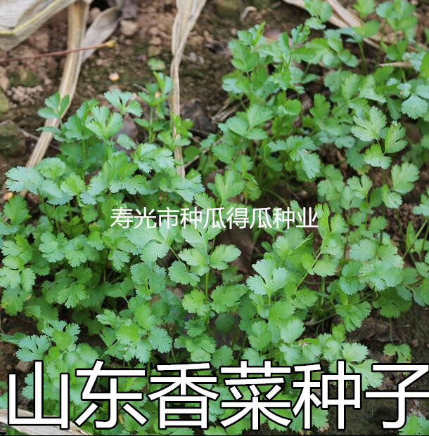 蔬菜山东四季阳台易种盆栽芫荽籽