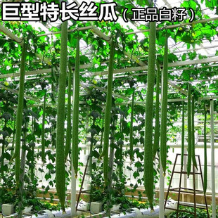正品特长丝瓜种子籽 四季爬藤遮阴蔬菜种孑秧苗阳台盆栽大田苗