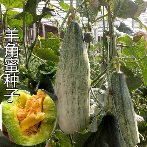 特甜羊角蜜甜瓜种子 酥脆蜜网纹甜香瓜种籽 大田春季蔬菜种孑苗秧 - 封面