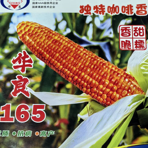 咖啡香甜糯玉米种子春秋大田