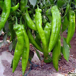 荷兰引进早熟尖椒种子 朝天线麻泡辣椒种子籽春秋四季 蔬菜种孑苗