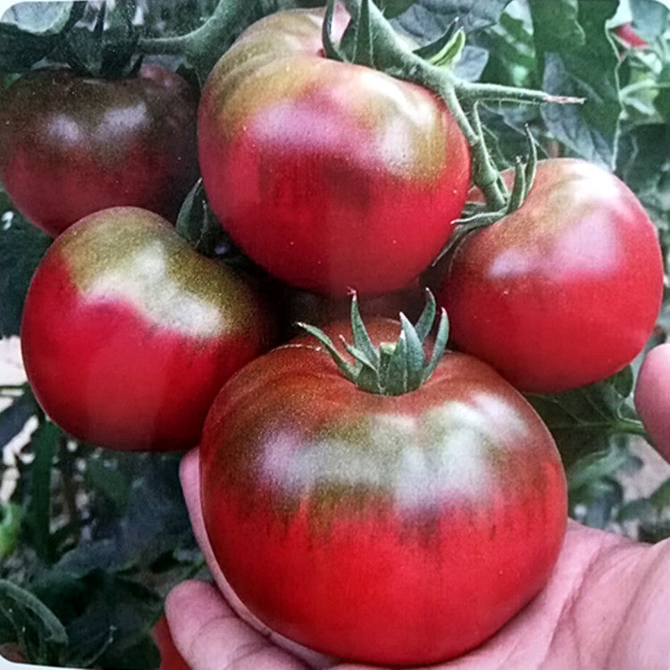 草莓番茄种子水果西红柿种籽春秋四季阳台盆栽蔬菜种孑樱桃番茄苗,鲜花速递/花卉仿真/绿植园艺,家庭园艺种子,淘宝优惠券,粉丝福利购,淘宝优惠卷