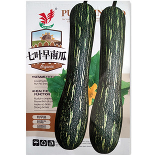 七叶早南瓜种子春秋四季阳台盆栽蔬菜种孑贝贝秘本南瓜种籽苗秧
