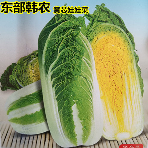 早熟黄芯小型娃娃菜种子