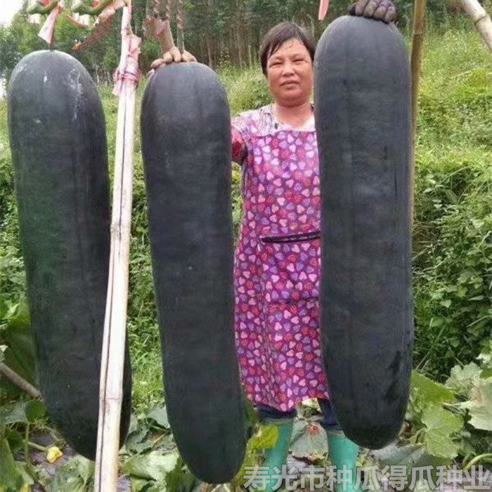 广东特大黑皮冬瓜种子炮弹型冬瓜种籽东瓜节瓜春秋四季蔬菜种孑苗