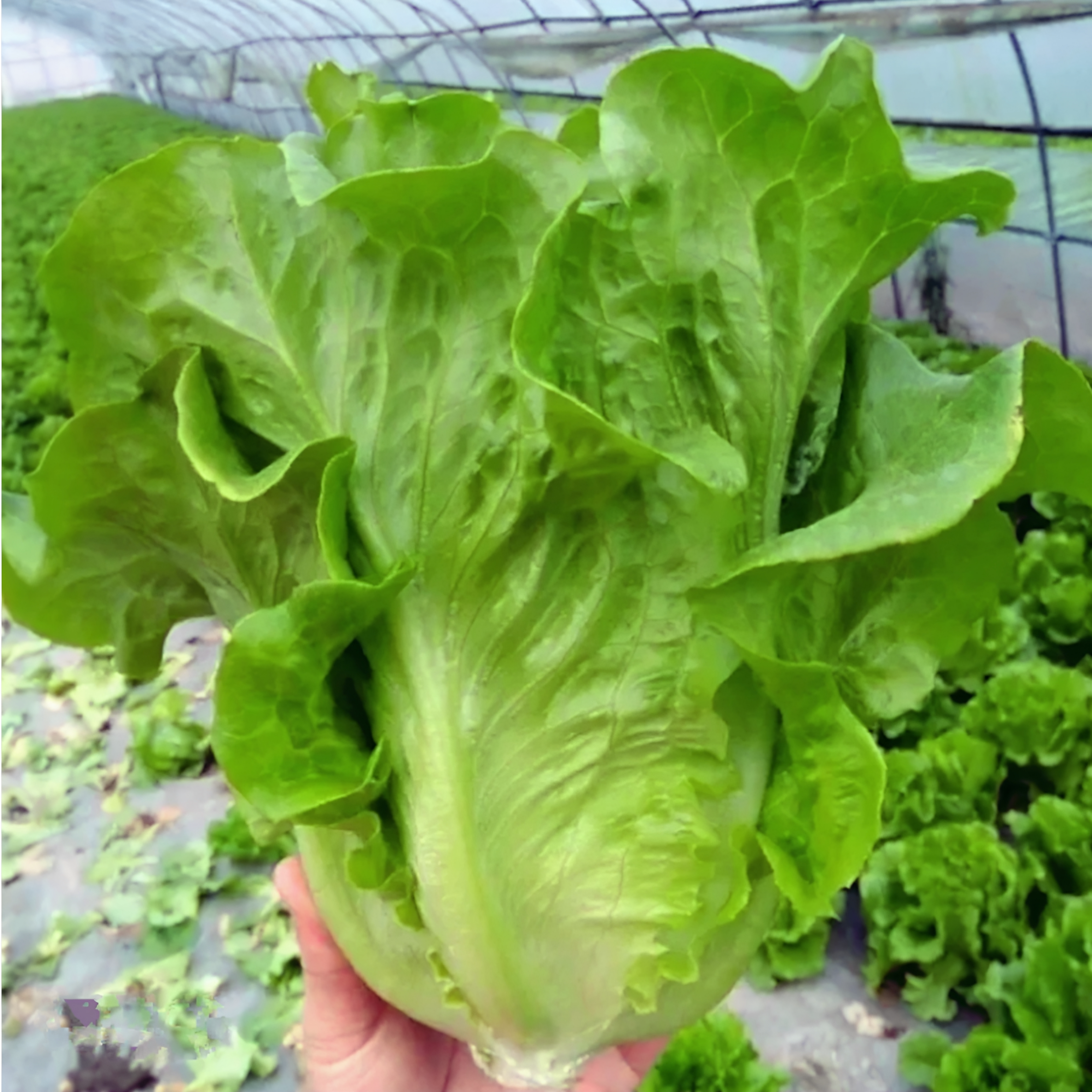 意大利四季生菜种子奶油结球沙拉水培生菜种籽阳台盆栽蔬菜种孑苗