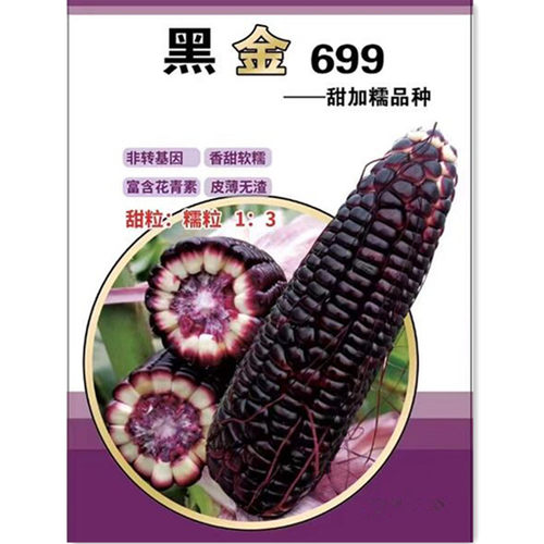 黑金699黑甜糯玉米种孑水果黑糯
