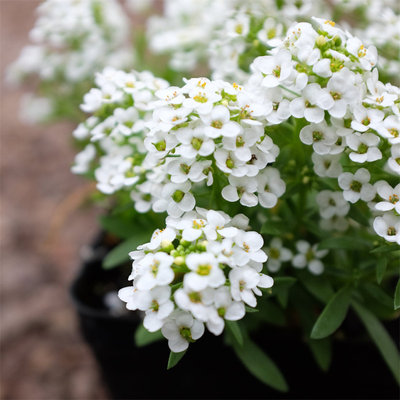 香雪球花籽四季开花室内