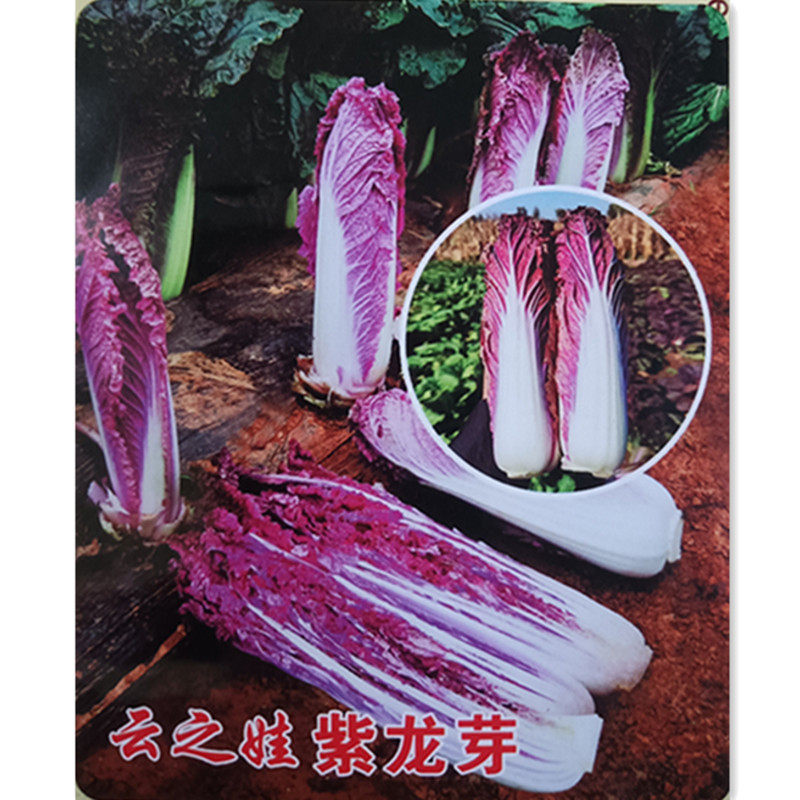 韩国春紫白菜种子 特色白菜种籽包菜娃娃菜春秋大田蔬菜种孑苗秧