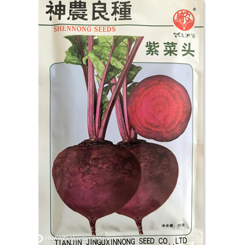 紫菜头种子红甜菜根种籽
