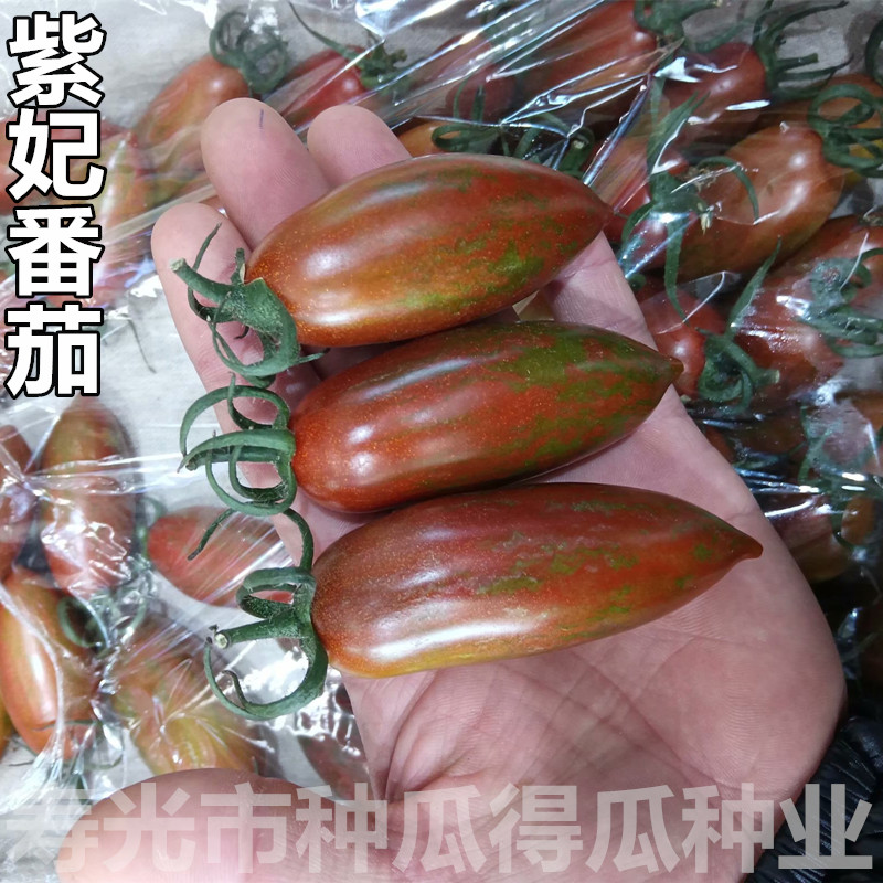 进口紫妃樱桃番茄种子瀑布苗四季