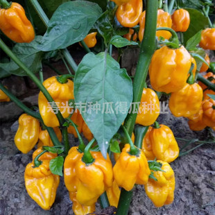 红黄魔鬼辣椒种子 朝天椒螺丝线五彩甜椒种籽阳台盆栽蔬菜种孑苗