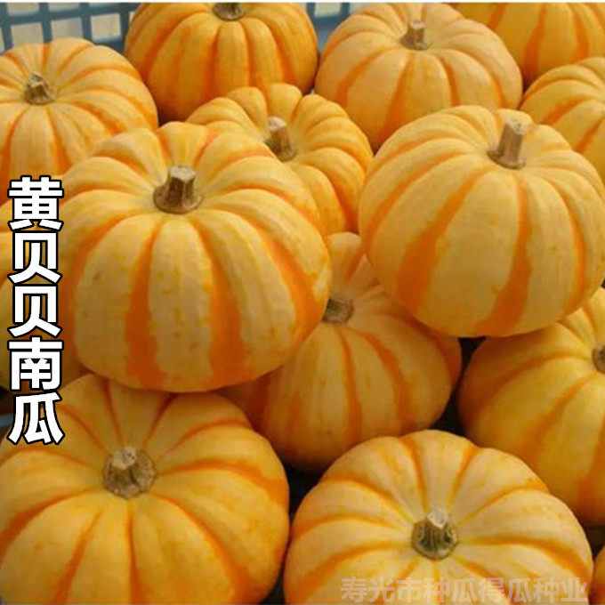 迷你黄贝贝南瓜种子板栗小南瓜种籽南瓜秧苗夏四季菜籽子蔬菜种孑