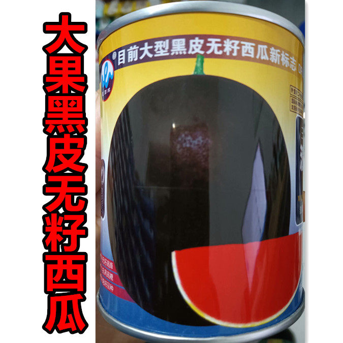 三倍体大果黑皮无籽西瓜种子高产脆甜多汁西瓜种籽阳台蔬菜种孑苗