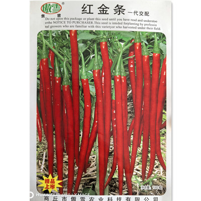 杂交高产红线椒种子干鲜两用