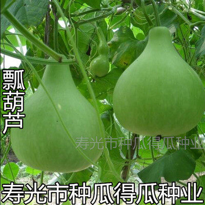 传统圆瓢葫芦籽种子 观赏可做瓢 遮阴爬藤大田高产葫芦种子孑苗秧