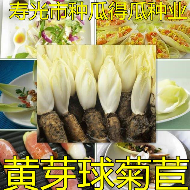黄芽球菊苣种子 法国苦苣种子软化菊苣种籽 秋季蔬菜种孑菊苣特菜