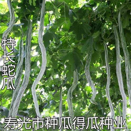盆栽爬藤四季蔬菜种子