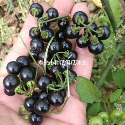 农家野生四季蔬菜种孑阳台盆栽