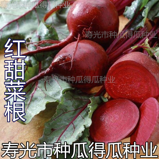 荷兰进口春季阳台蔬菜种子