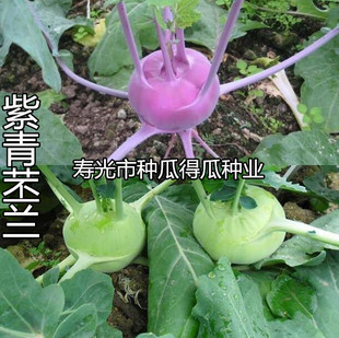 水果苤兰种子秋季蔬菜种孑绿紫苤蓝种籽丕蓝紫芥菜天津特菜种籽苗