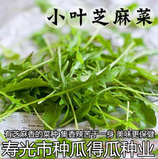 意大利进口小叶芝麻菜种籽 大叶芝麻蔬菜种子 春夏秋四季蔬菜籽孑