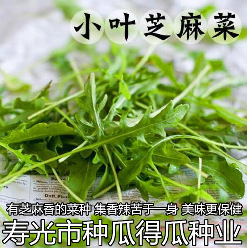 意大利小叶芝麻菜种籽大叶蔬菜种子春夏秋四季蔬菜籽孑阳台盆栽苗 - 封面