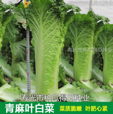 天津盆栽阳台种子大白菜