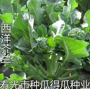 西洋芥蓝种子蔬菜秋季种子菜 西兰苔种子侧枝西兰花种子 阳台盆栽