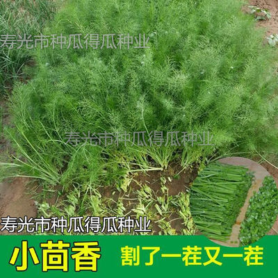 割茬小茴香春秋冬四季种孑叶菜