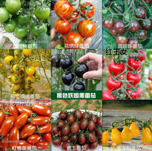 黑番茄种子苗阳台西红柿种籽