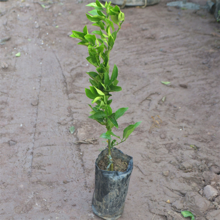新品种爱媛46号阿蜜达早熟耙耙柑