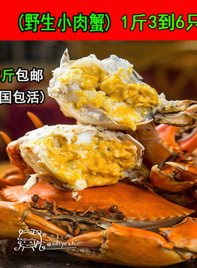 鲜活小青蟹野生海产品肉蟹母蟹