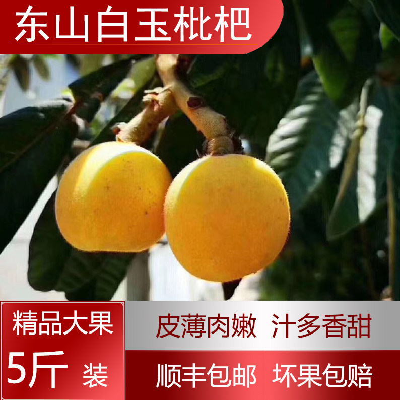 正宗洞庭白玉枇杷苏州东山白玉枇杷现摘新鲜枇杷水果顺丰5斤大果