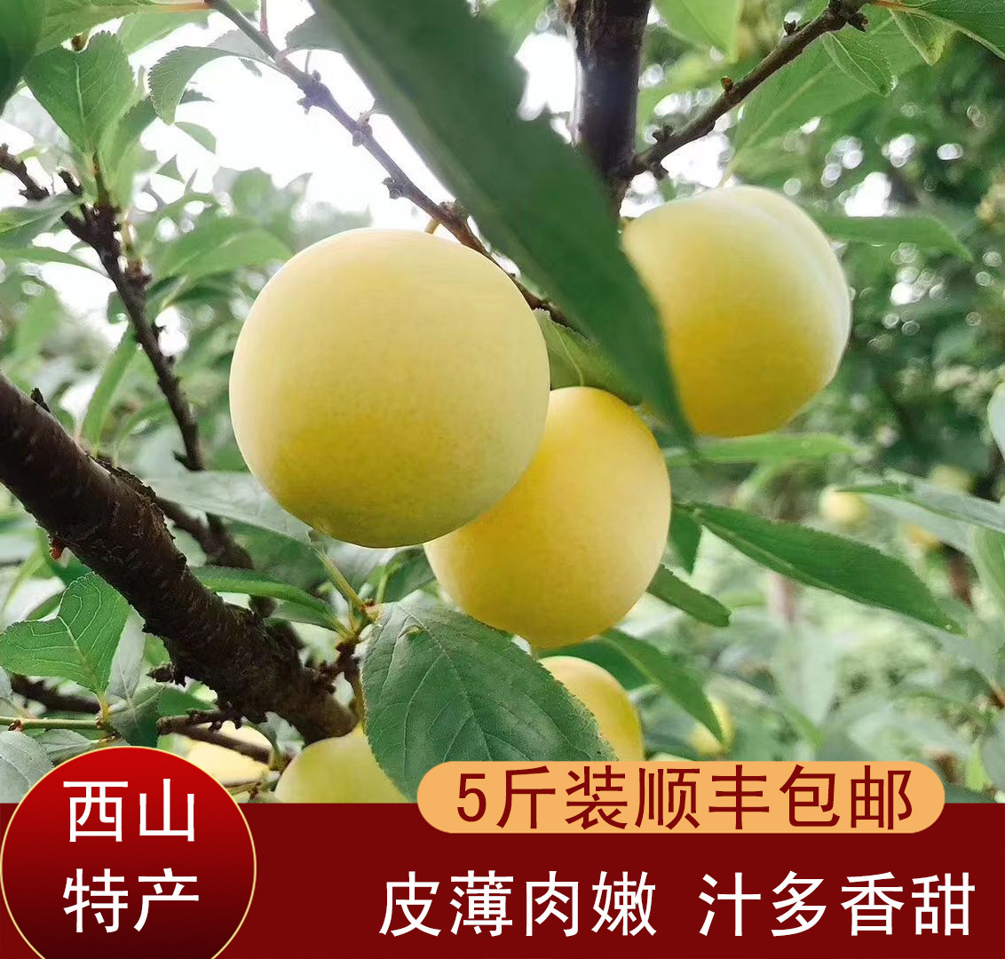 正宗洞庭李子红李黄李贵妃李苏州西山现摘新鲜李子水果顺丰5斤