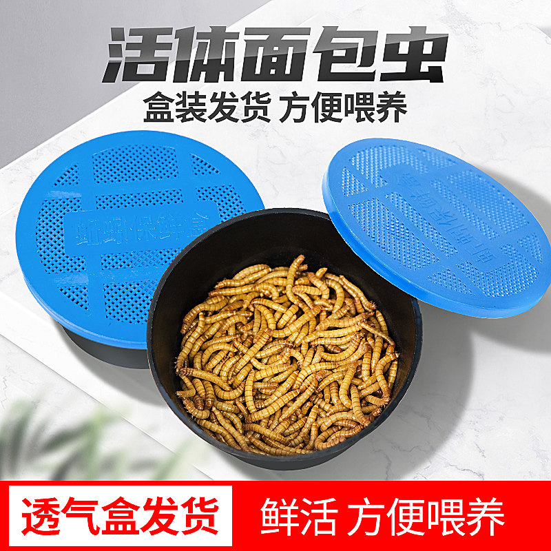 面包虫活体透气小盒发货黄粉虫蜘蛛蝎子饲乌龟守宫角蛙鸟料活饵 - 实物图